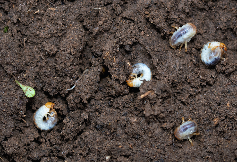 lawn grubs in soil